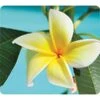Fellowes Recycled Mouse Pad, Yellow Flowers (FEL5913801)